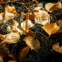 Банальные желтые листья - главный осенний атрибут
