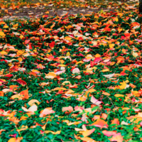 Осень – это опавшие листья......