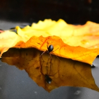 Осенний лист - кораблик