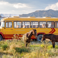 Лошадки и желтый автобус
