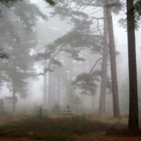 Туман в лесу...