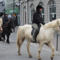 исландские лошадки
