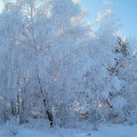 Белая берёза принакрылась снегом, словно серебром.