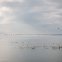 Крымский мост. Миграция бакланов