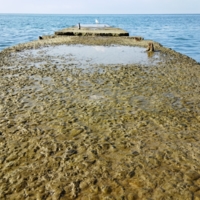 sea ​​puddle near the bird