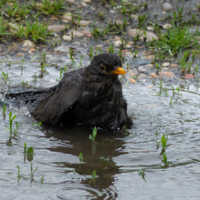 Водные процедуры.