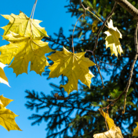 Осенняя мозайка