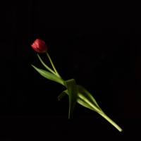 Фанфан-тюльпан