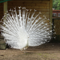 ЛУЧезарный