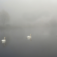 Лебединое озеро