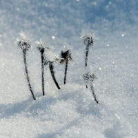 Просто зима