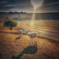 На кудыкиной горе