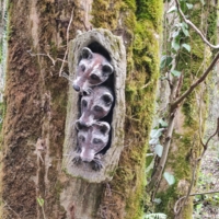 Головки енотов