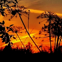 окрасилось небо багрянцем