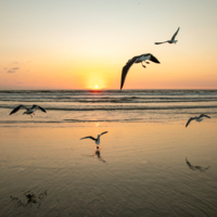 Танцы чаек на закате