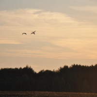 Умиротворение