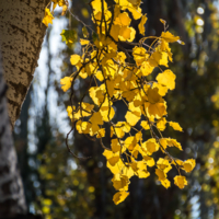 Солнечные краски