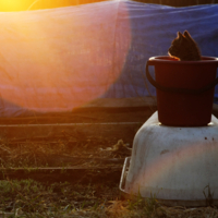 Показал коту «зайца»