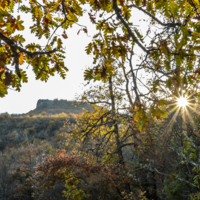 Сквозь листву