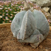 Просто кактус