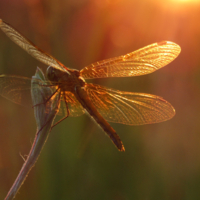 В лучах заката