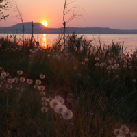Закат с одуванчиками