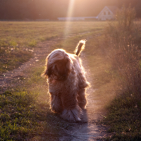 Луч с небес на моей собаке