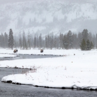 Из жизни бизонов