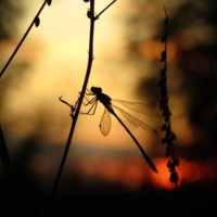 На фоне заката