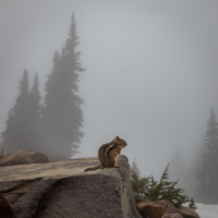 Бурундук в тумане