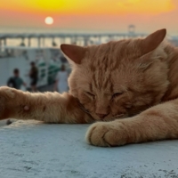 Сон на закате.