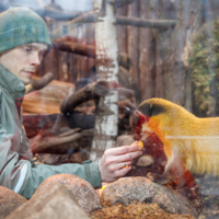 Работник Московского зоопарка. Время кормить харзу