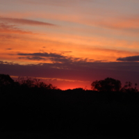 В багровых тонах