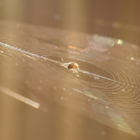 На луче , пластинка