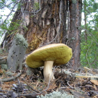 Просто красивый.