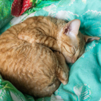 Сладкий сон в мягкой постели