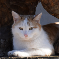 Ох уж эти лапки