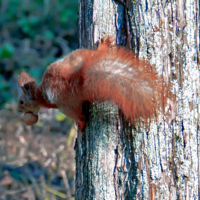 Крепкий орешек