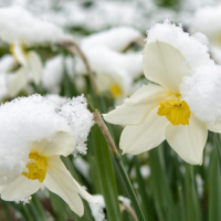 Модницы в мягких шапочках