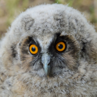 Мягкий и пушистый