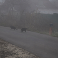 Про приметы