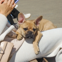 Мягкая нежность...