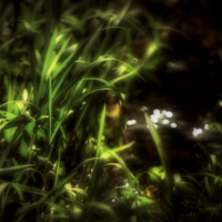 Травушка-муравушка