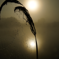 Утро туманное