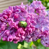 Бронзовка ( жесткокрылые)