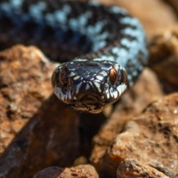 Не отступит...