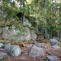 И на камнях растут деревья