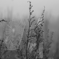 Пока не взошло солнце