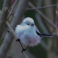 Её Воздушество..