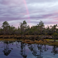 Дорассветный look